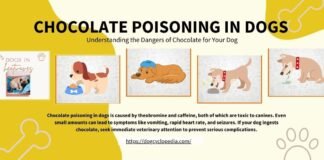Understanding Chocolate Poisoning in Dogs