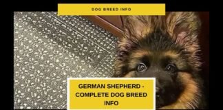 The Ultimate Guide to German Shepherd Breed Info – More Than Just a Working Dog