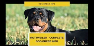 The Ultimate Guide to Rottweiler Breed Info and Rottweiler Puppies – More Than Just a Working Dog