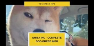 The Ultimate Guide to Shiba Inu Breed Info – More Than Just a Companion Dog