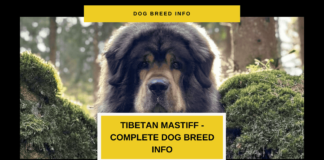 The Ultimate Guide to the Tibetan Mastiff Breed: – More Than Just a Guardian