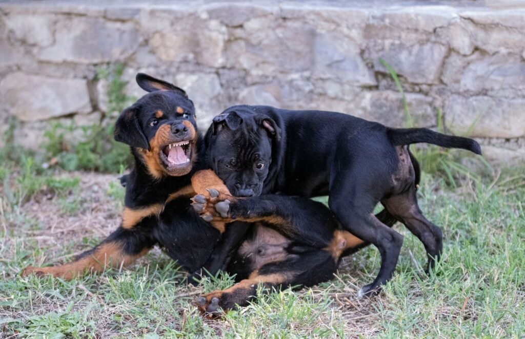 Rottweilers – Powerful and Confident