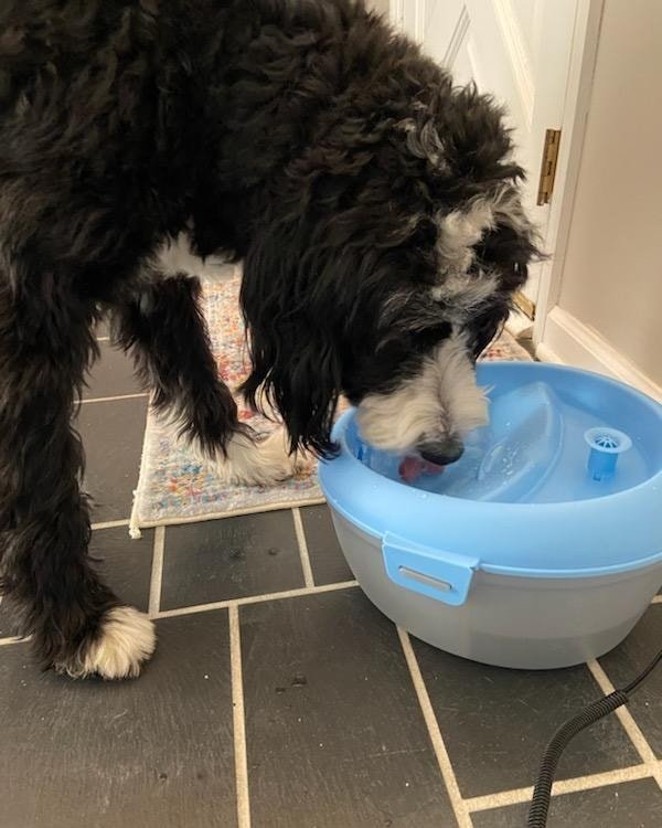 Black and white dog drinking from a blue water fountain