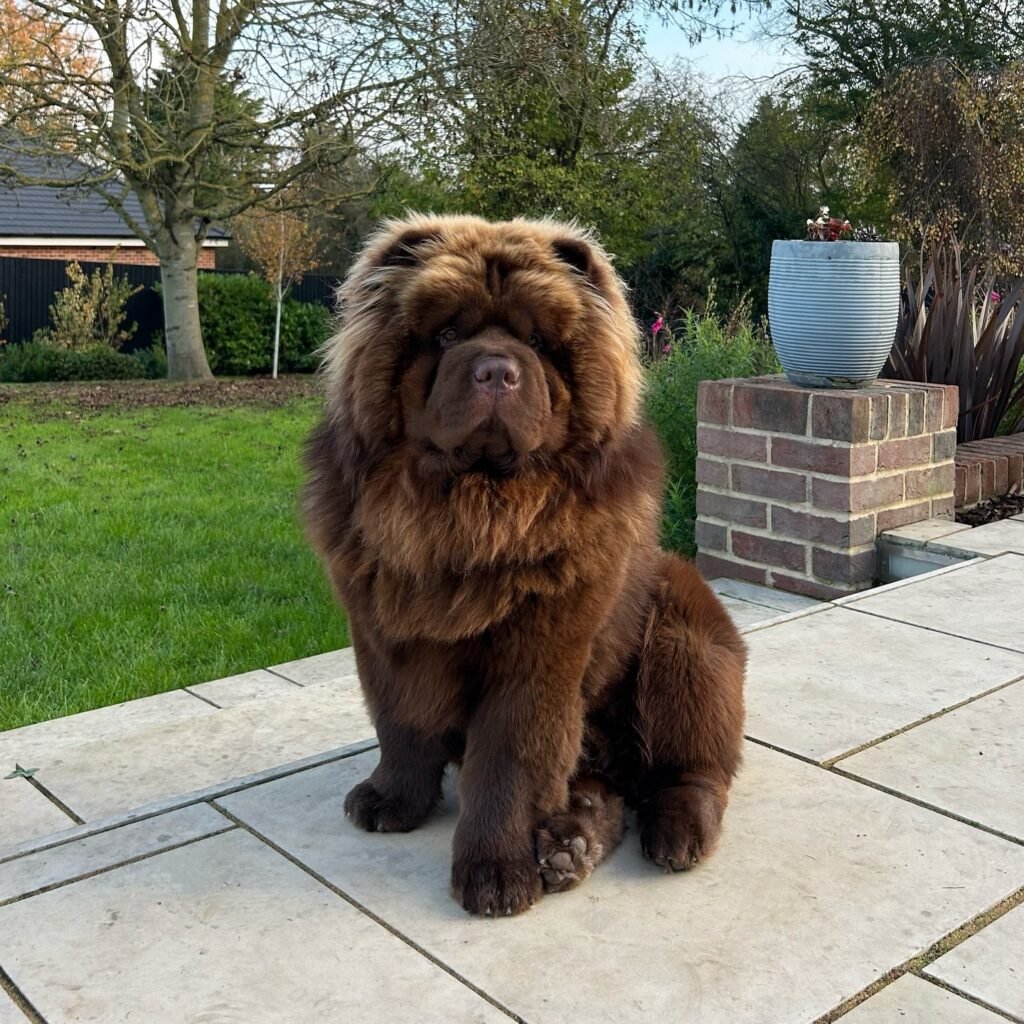 Chow Chows – Confident and Protective 