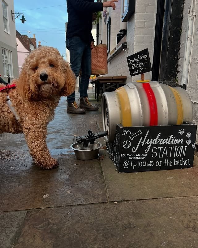 Curly dog beside a hydration station with a sign and water bowl