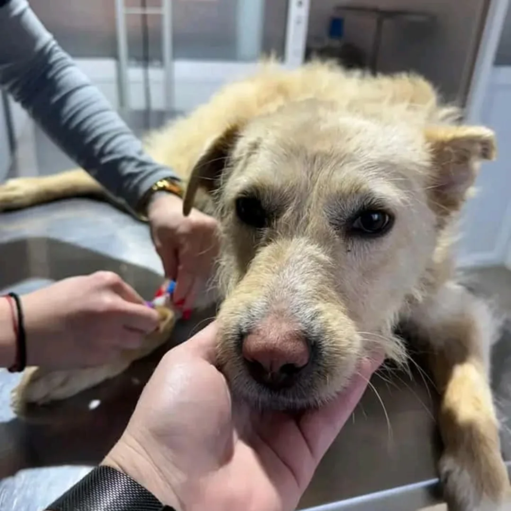 Dog resting on a table with a hand comforting its face