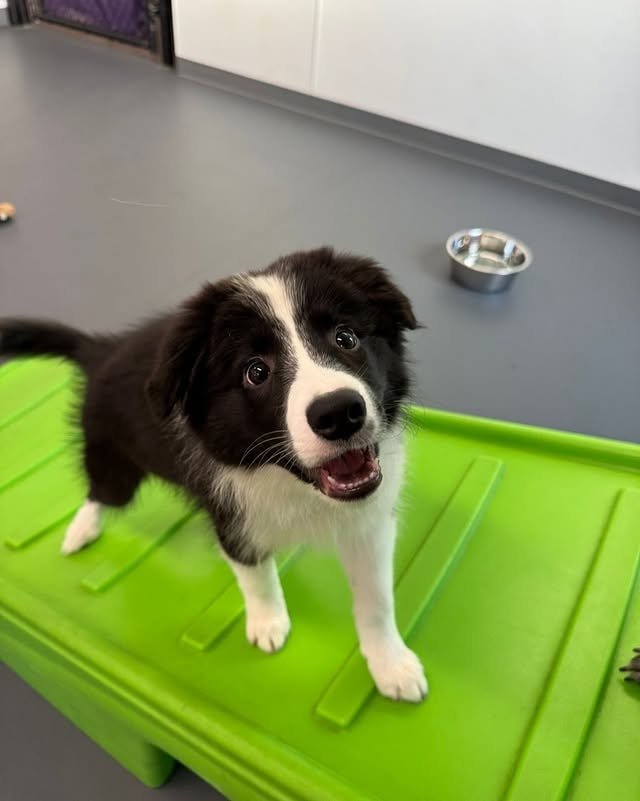 Happy black and white puppy standing on a green platform, looking excited