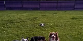 How Can I Keep My Dog Hydrated How Can I Keep My Dog Hydrated