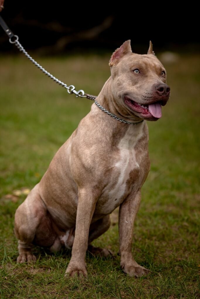 Pit bulls possess a significant psi bite force