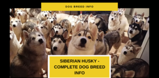 The Ultimate Guide to Siberian Husky Breed Info – More Than Just A Working Dog Siberian husky dog breed info - Dogcyclopedia Article featured image