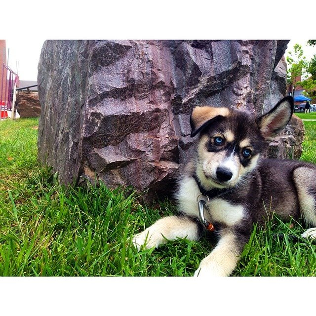 Siberian Husky might channel its frustration