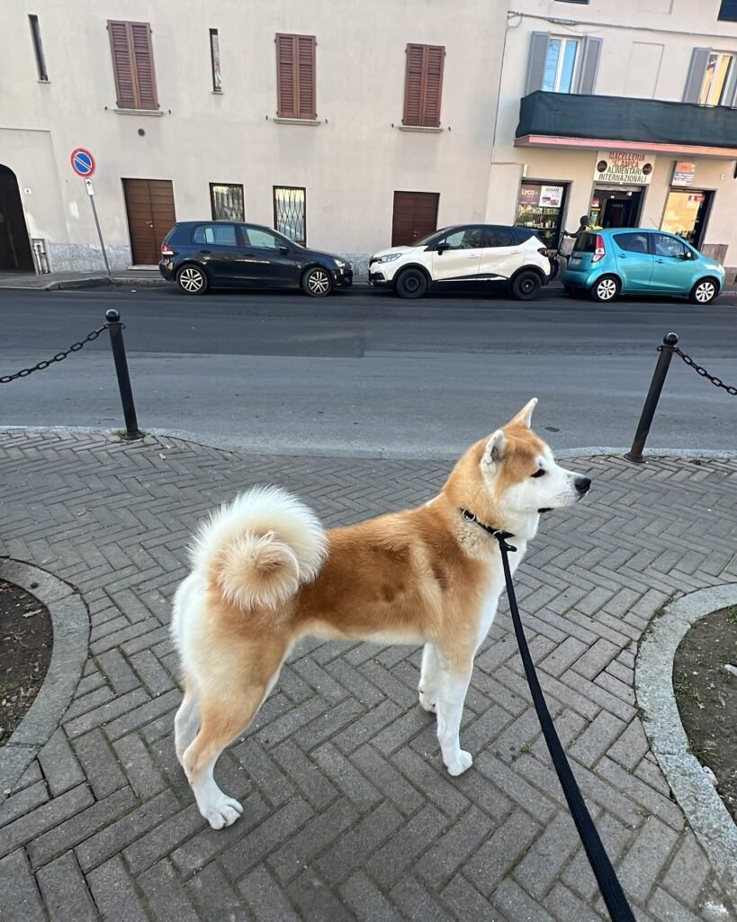 Standing Pose of akita dog