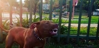 The Top 10 Most Dangerous Dog Breeds You Should Know About The Top 10 Most Dangerous Dog Breeds You Should Know About