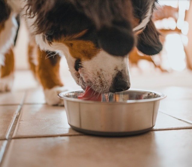 Water serves a vital role in a dog’s daily life