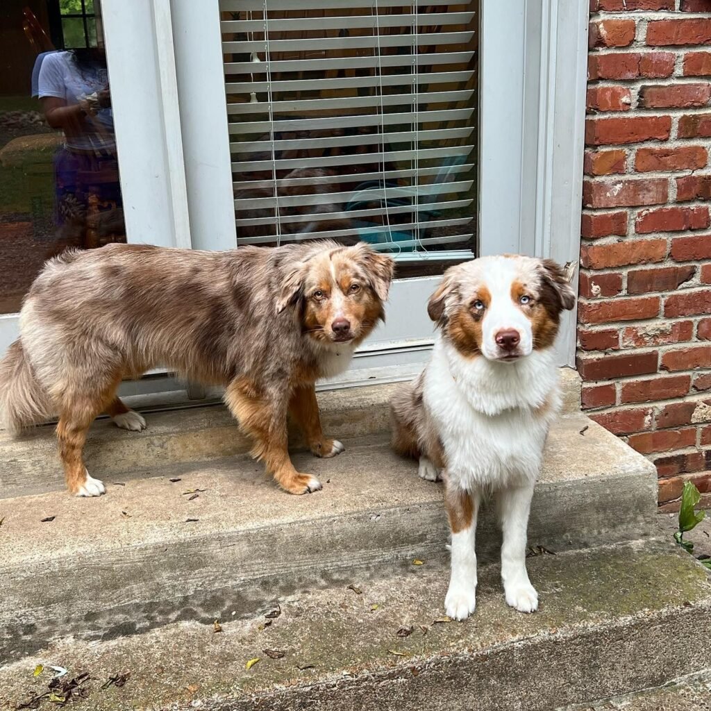 When a dog experiences separation anxietyWhen a dog experiences separation anxiety