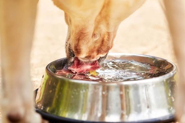 Yellow dog sniffing a portable water container in a grassy outdoor area