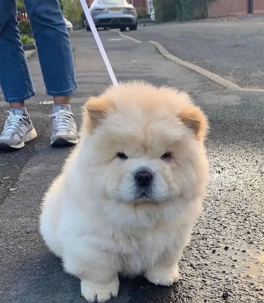 chows is walking 