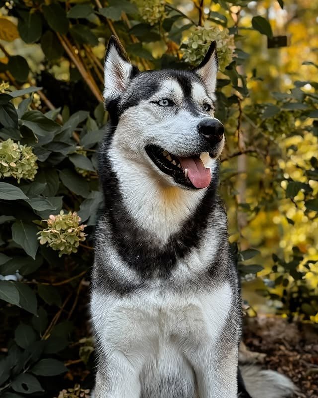 A husky relaxed, sitting in a garden near a shrub