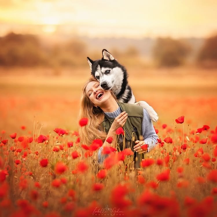 A husky with its owner in a flower field - possibly poppy flower field