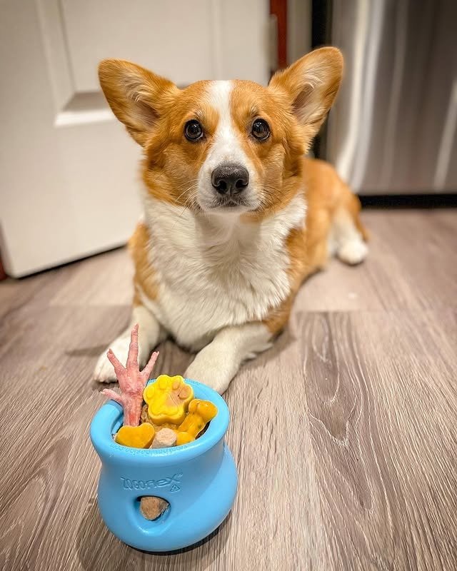 Corgi lying beside a toy filled with treats