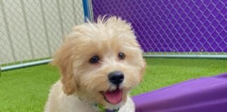 A Comprehensive Guide On The Best Way to Play with a Puppy Cream-colored puppy smiling while holding a blue ball