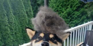 The Ultimate Guide to Dog Food to Help Shedding: Expert Tips for a Lustrous Coat Dog food to help shedding - Dogcyclopedia article Featured image