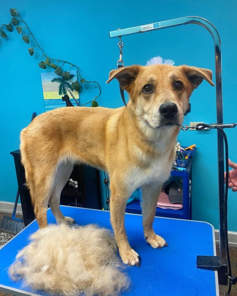 Dog on a grooming table with a pile of fur beneath it