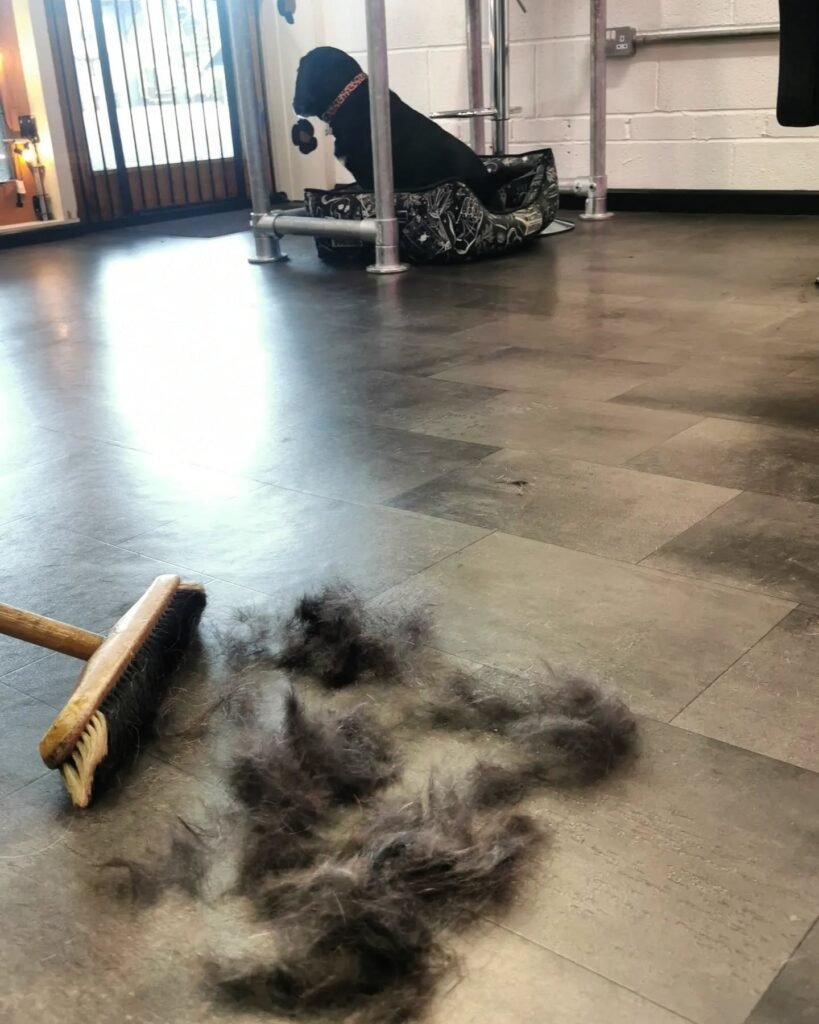 Dog resting on a bed, with fur and a broom nearby