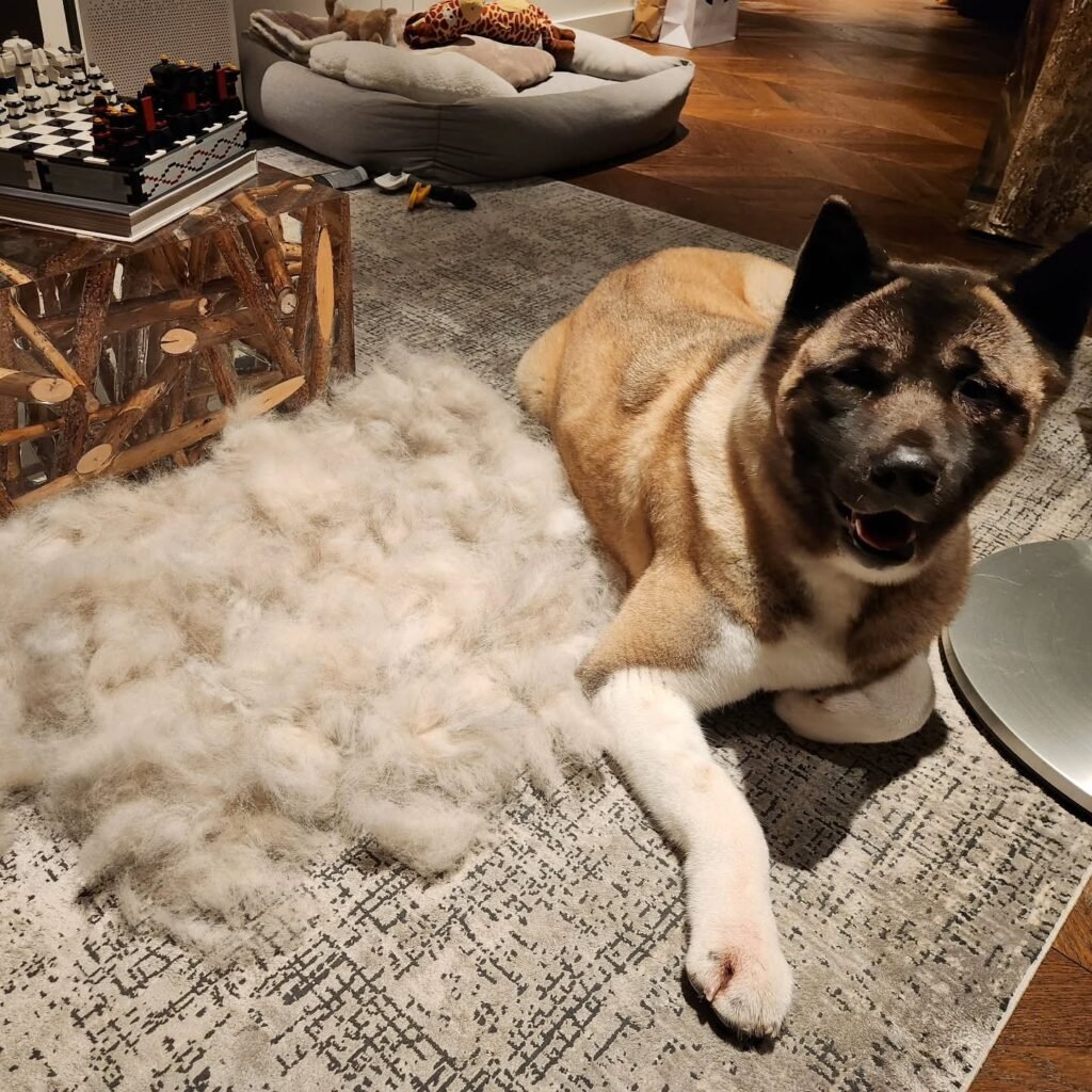 Excessive shedding can be a sign of poor condition of dog's skin and coat