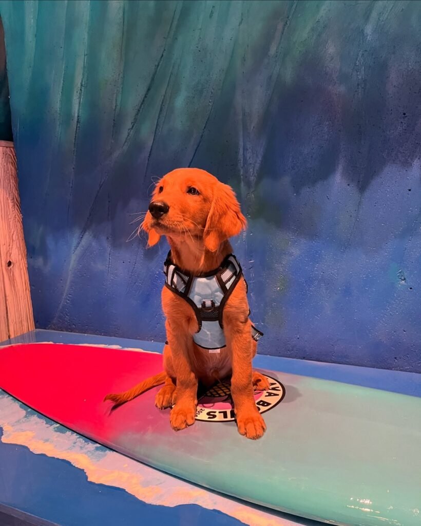 Golden puppy sitting on a surfboard with colorful backdrop