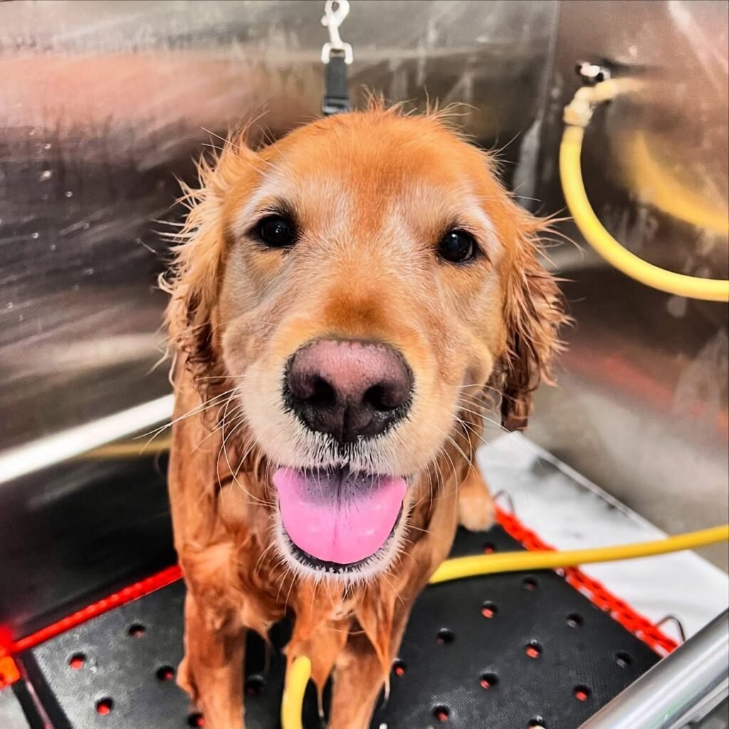 Golden retriever with healthy skin and coat taking bathe