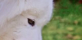 How to Feed a Dog Raw Food: Your In-Depth Blueprint for Success How to Feed a Dog Raw Food Your In Depth Blueprint for Success