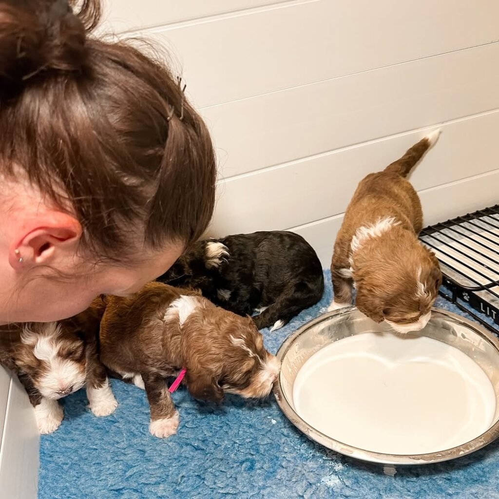 Puppies drinking milk with a person observing nearby