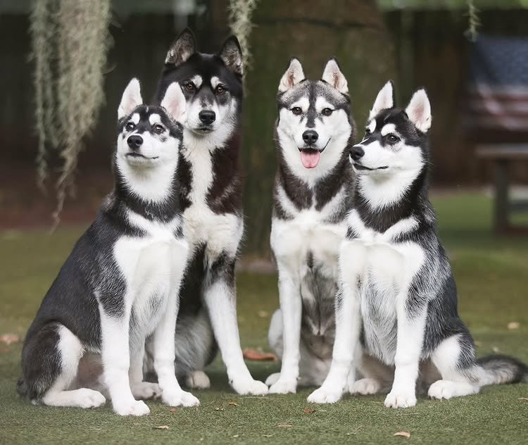 Siberian huskies are smart, witty and are always charming