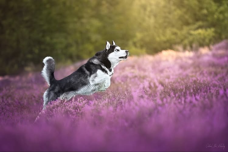 Siberian husky chasing something, running in the grass field (possibly lavender grass field)