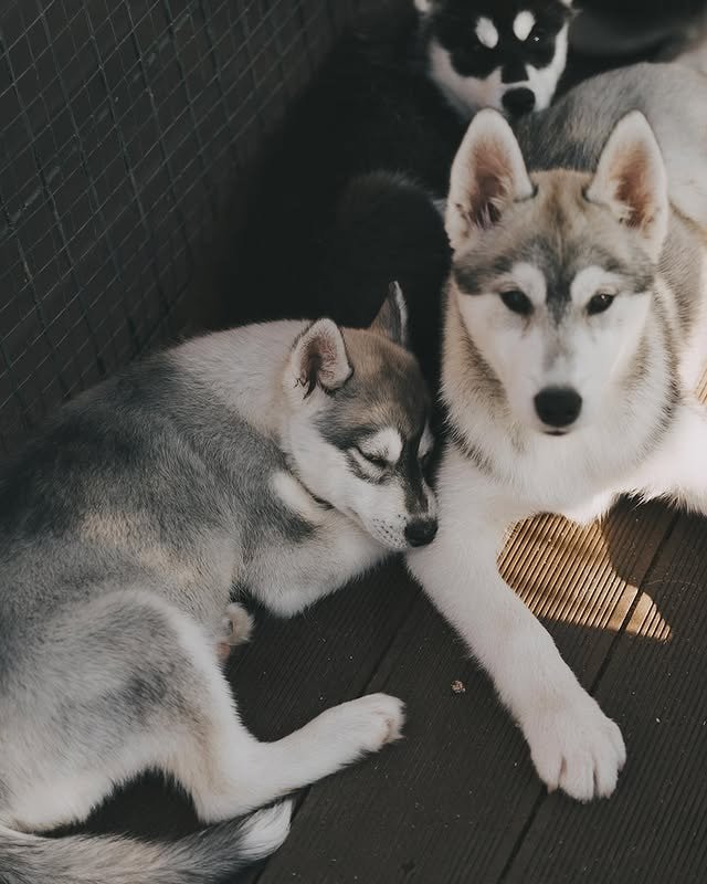 Siberian husky puppies sitting near an adult