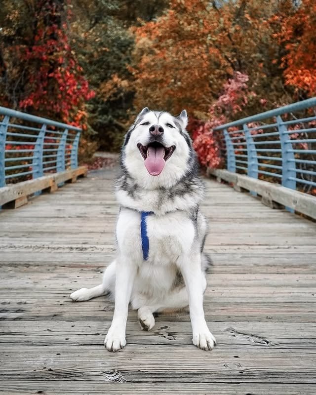 Siberian husky sitting and posing on a bridge