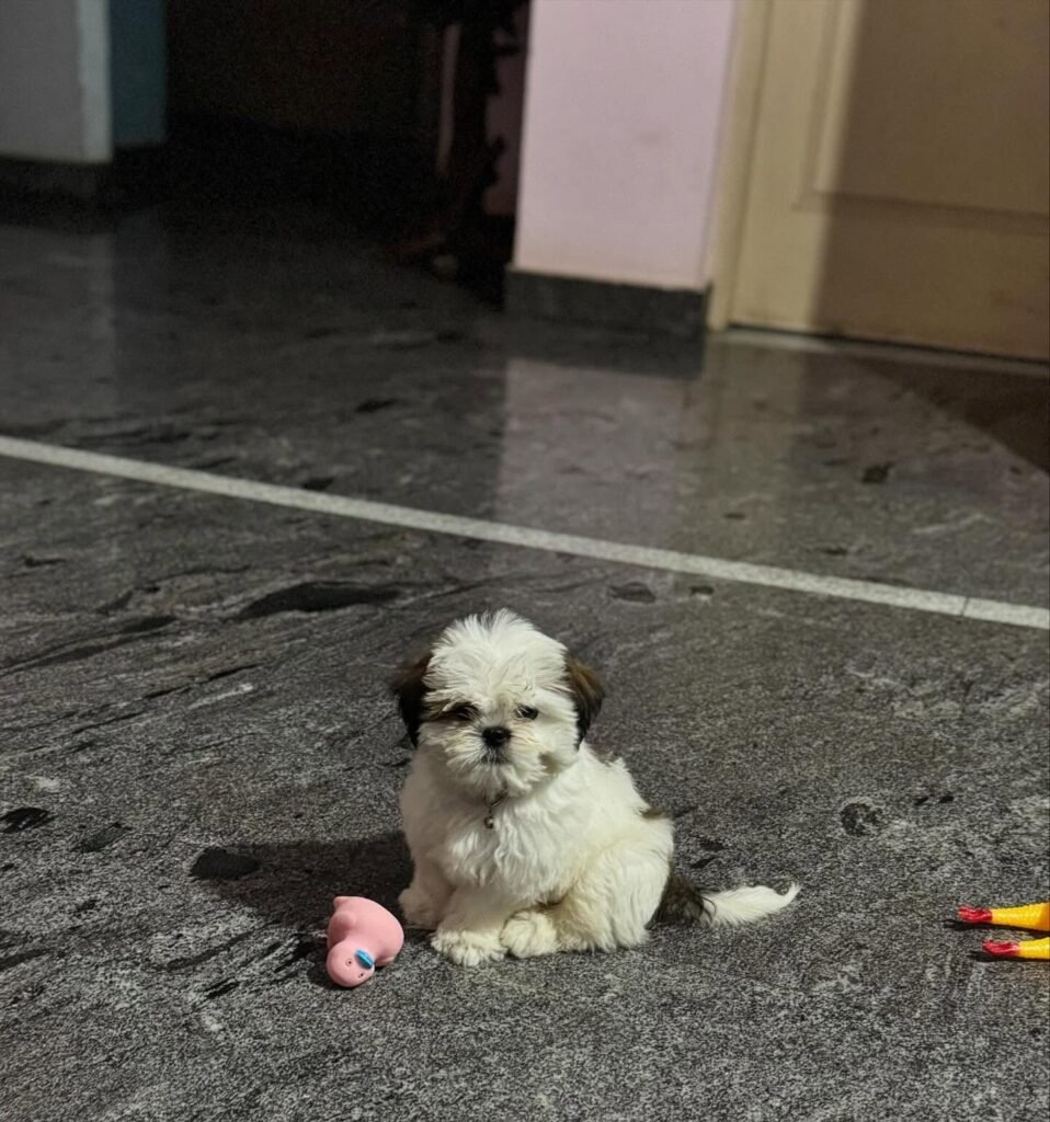 Small puppy sitting on a floor with a toy pig nearby