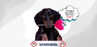 Understanding Xylitol Toxicity in Dogs Understanding Xylitol Toxicity in Dogs