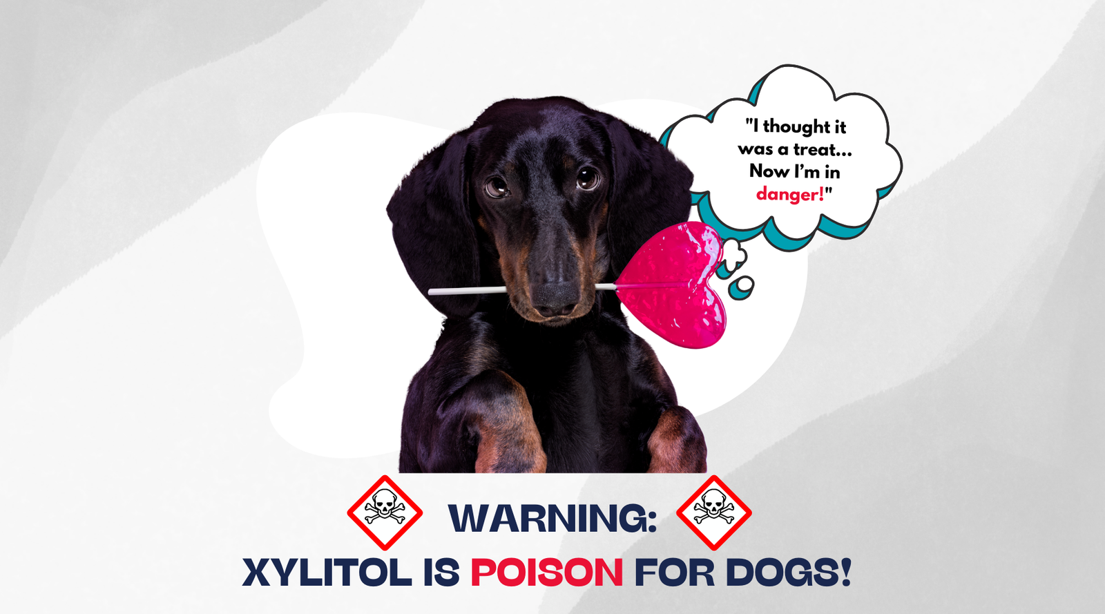 Image showcasing Understanding Xylitol Toxicity in Dogs | Dogcyclopedia