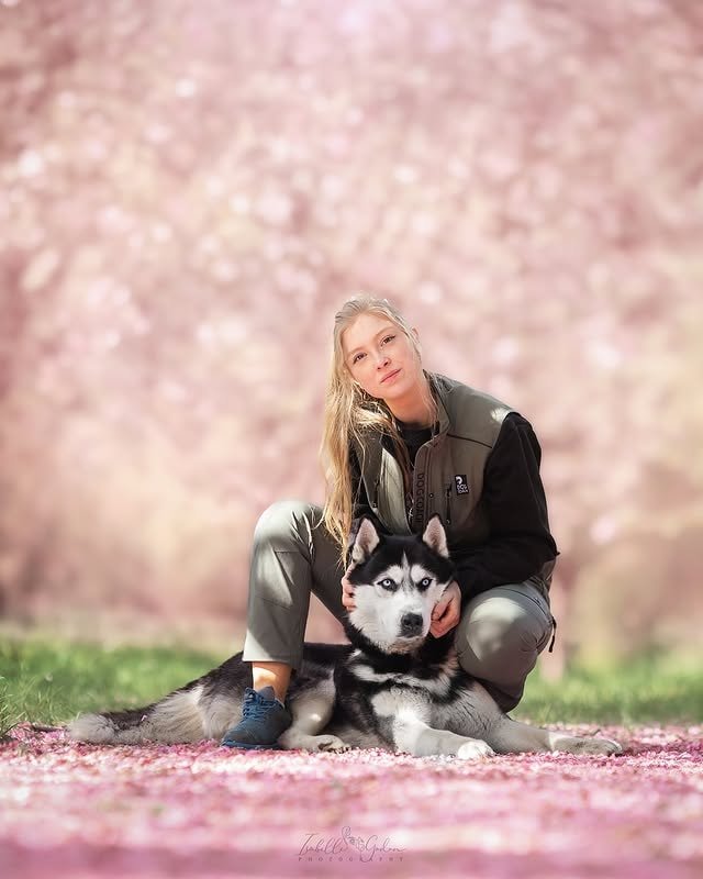 a beautiful siberian husky posing with a woman sitting near cherry blossom trees