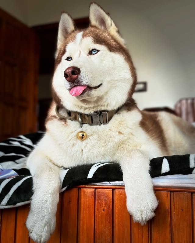 a siberian husky with brown coat and blue eyes sitting on a bed