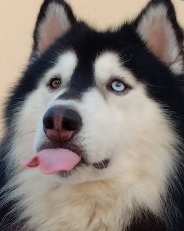 a siberian husky with heterochromia - bi color eyes