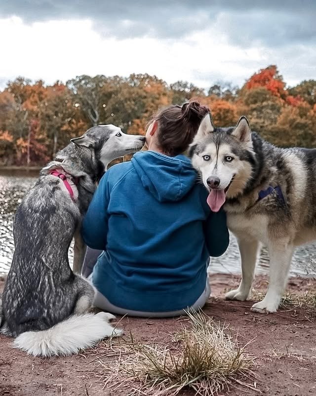 a woman sitting with her siberian huskies