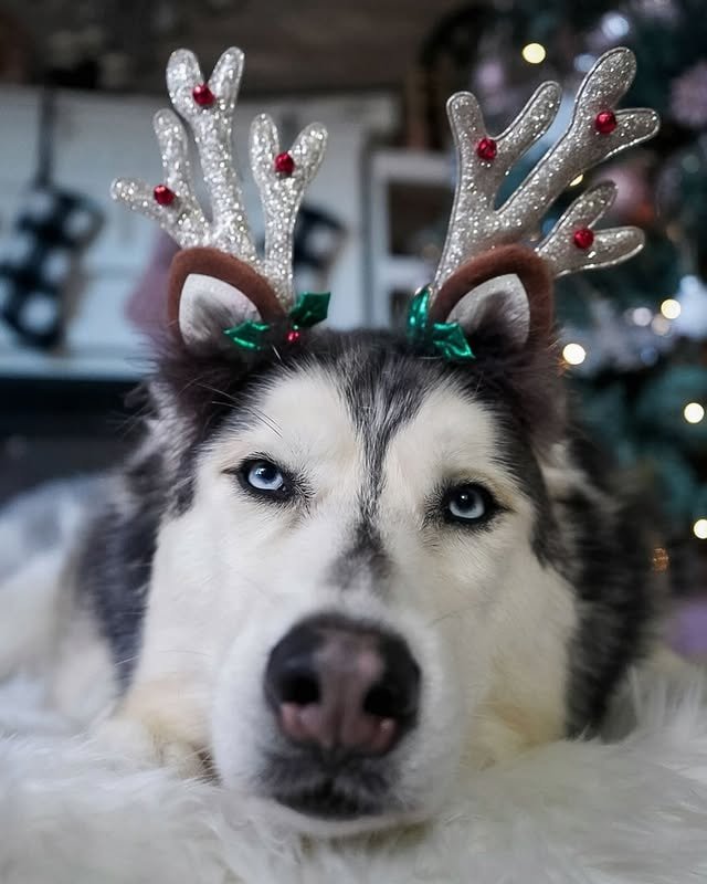 siberian husky dressed with a reindeer hat