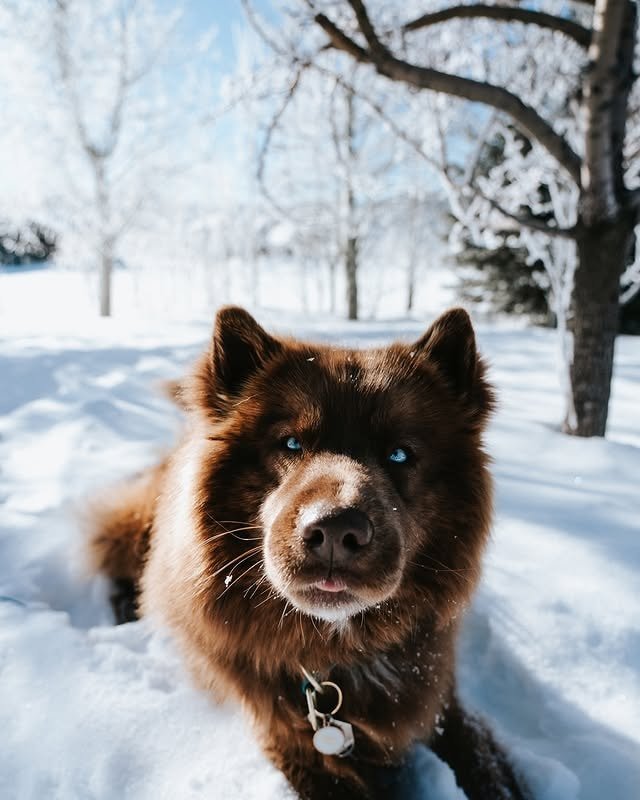 siberian husky with brown coat sitting on snow