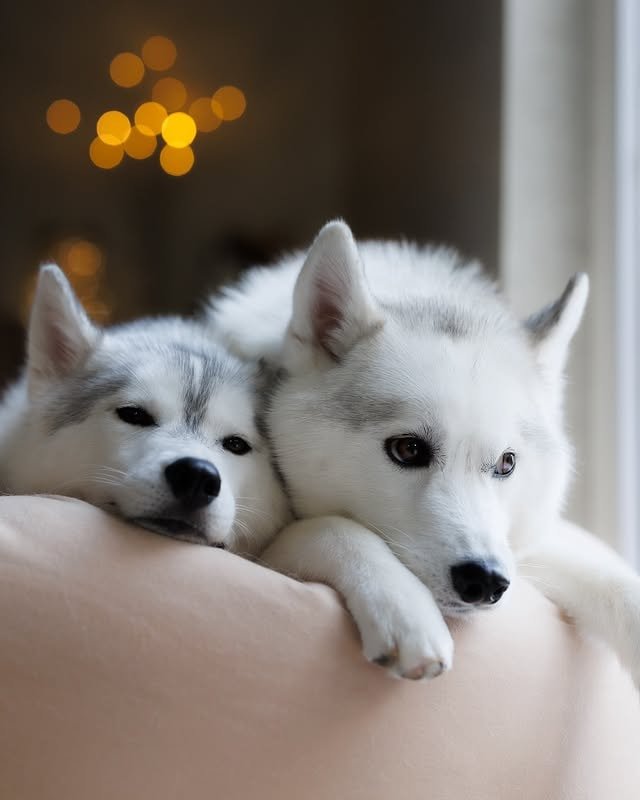 two siberian huskies relaxing on a couch indoors